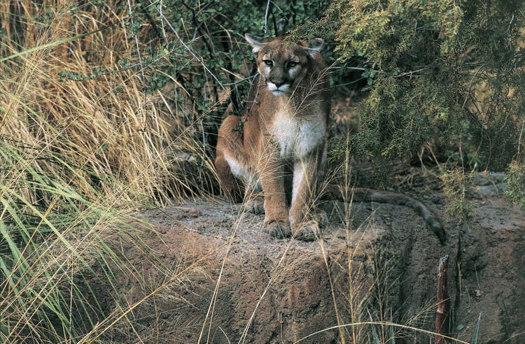 Mother fights mountain lion who was dragging her 5-year-old son across their lawn