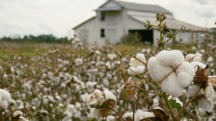 Cotton