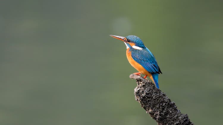 bird watching