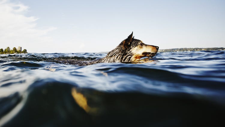 dog in lake