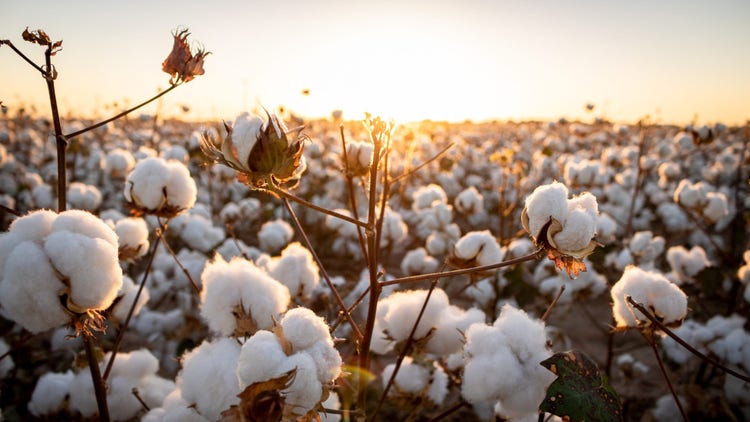 cotton