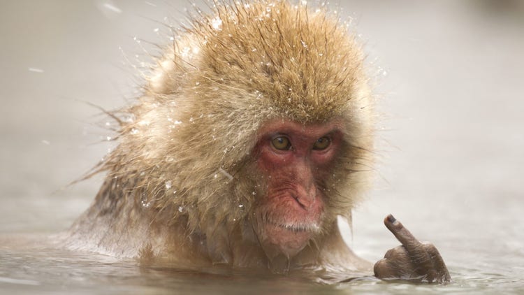 Japanese macaque monkey