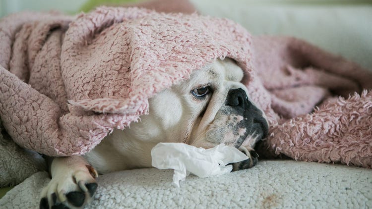 Dog catches monkeypox
