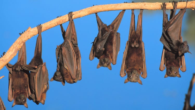 bats