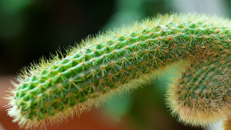 Cactus plant
