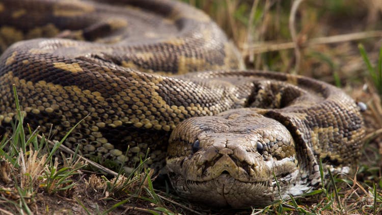 Python