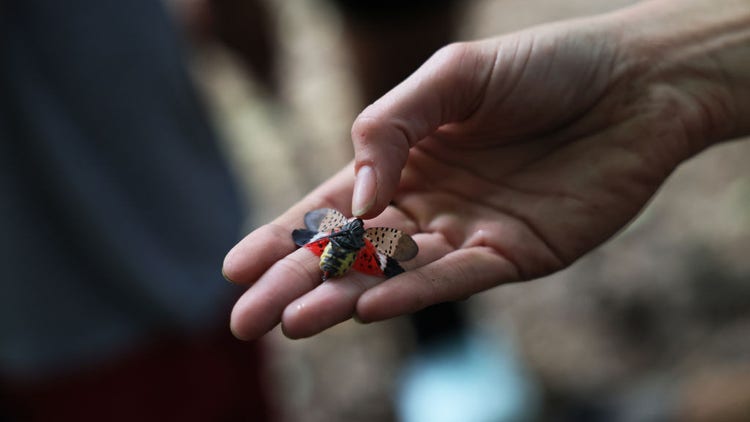 Lanternfly