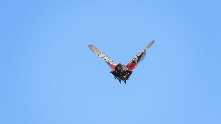 Spotted Lanternfly Flying