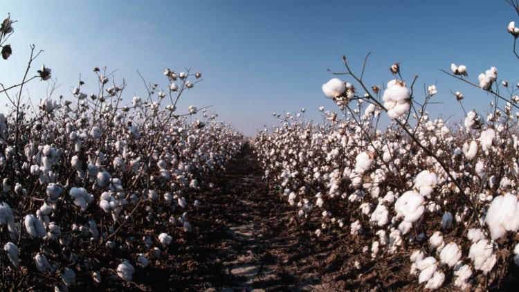 cotton