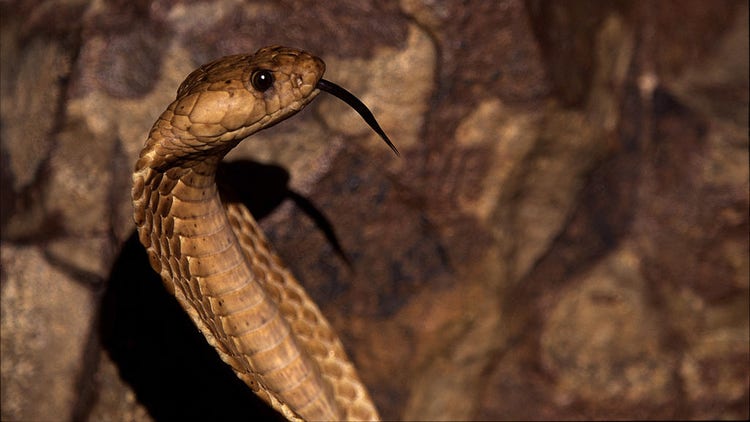 Cape Cobra