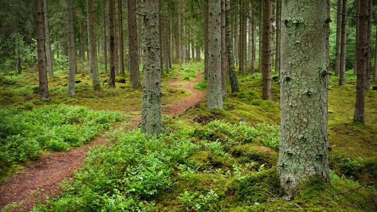 Wooded Area