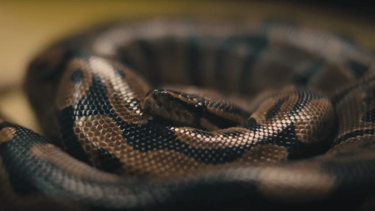 Snake from Young Thug's